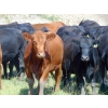 Image 3 : Rafter C Cattle Co. - 790# September Delivery Grass Heifers - 60 Head (Lafleche, SK)