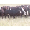 Image 8 : Storle Farms Ltd. - 570# October Delivery Heifer Calves - 45 Head (Lake Alma, SK)