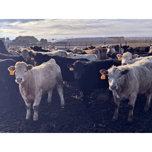 VJS Ag Corp. - 710# March/April Delivery Heifers - 80 Head (Vanscoy, SK) VBP+