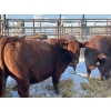 Image 4 : Spruce Ridge Farms  - 21 Heifers (Pen 515)