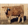 Image 6 : Douglass Agro - 725# March Delivery Weaned Heifers - 250 Head (Gem, AB)