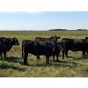 Image 4 : JT Cholin Farms - 800# September Delivery Grass Heifers - 75 Head (Biggar, SK)