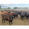 Image 5 : Shane Debock - 885# June Delivery Heifers - 208 Head (Barrhead, AB)