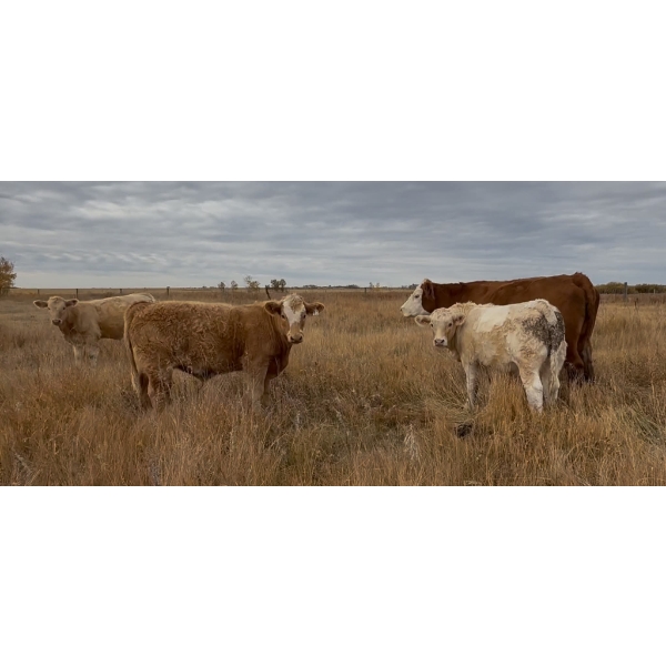 Matt & Shauna Elines - 675# October Delivery Steer Calves - 92 Head (Big Valley, AB)