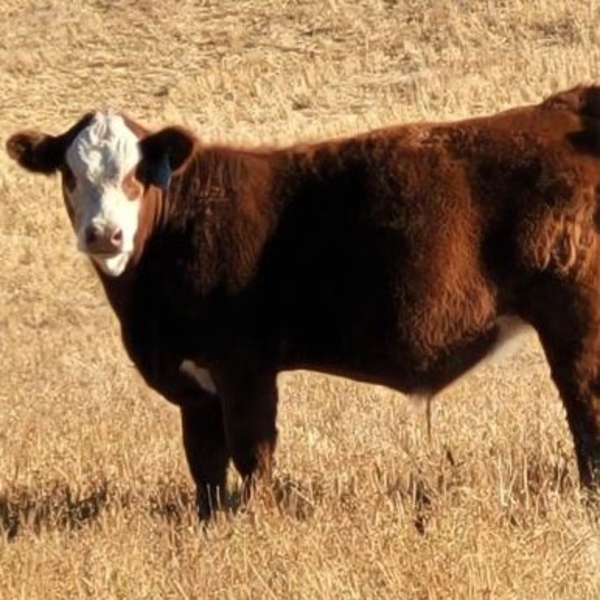 Schwartz Land & Livestock - 580# October Delivery Steer Calves - 90 Head (Hodgeville, SK)