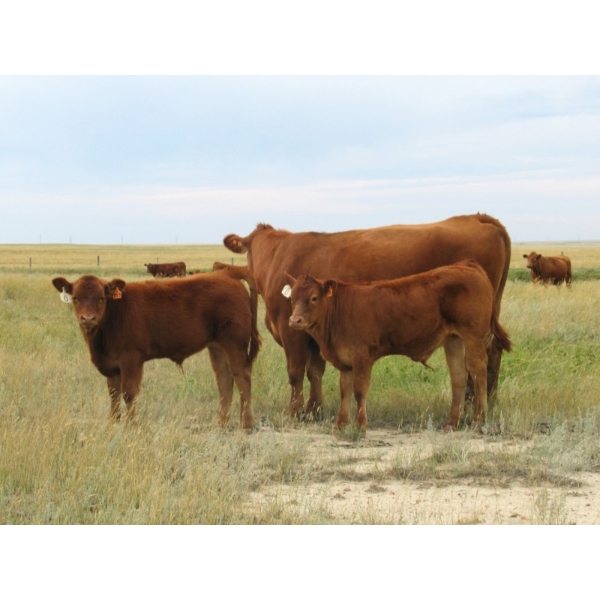 Andrew Ranching - 520# Steer Calves - 90 Head (Rolling Hills, AB)