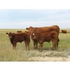 Image 1 : Andrew Ranching - 520# Steer Calves - 90 Head (Rolling Hills, AB)