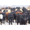 Image 5 : Brock & Garett Thompson - 920# March/April Delivery Steers - 63 Head (Carnduff, SK) VBP+