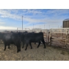 Image 4 : Lazy J Cattle Co. - 6 Black Heifers (Pen 305 - 307) 934# avg