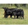 Image 5 : Les & Sharlene Bjorge - 575# October Delivery Steer Calves - 45 Head (Eckville, AB)