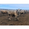 Image 9 : Clay Corey - 46 3rd & 4th April/May Calving Cows (Pike Lake, SK)