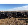 Image 6 : 9 Bar Ranch - 600# February Delivery Steers - 30 Head (Fincastle, AB) VBP+