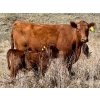 Image 2 : Meyer Cattle Inc. - 20 Red Angus X 2nd Calf Pairs (Lethbridge, AB)