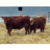 Image 6 : RBD Ranch - 950# March Delivery Steers - 38 Head (Milestone, SK)