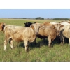 Image 3 : Hidden Creek Farms Ltd. - 975# Sept/Oct Delivery Grass Heifers - 63 Head (Fort Qu'Appelle, SK)