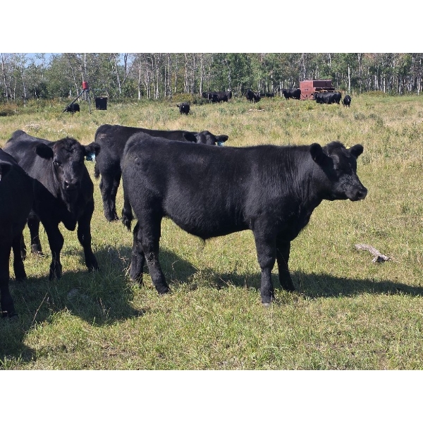 AJS Ranch - 760# October Delivery Steer Calves - 82 Head (Botha, AB)