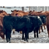 Image 5 : Doug Reinhardt - 700# March Delivery Heifers - 34 Head (Irricana, AB)