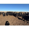 Image 6 : Vern Hambling - 800# February Delivery Heifers - 243 Head (High River, AB)