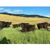 J. Manning & A. Bates - 590# October Delivery Steer Calves - 65 Head (Hat Creek, BC)