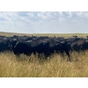 Image 4 : Evenson Cattle Co. - 900# September Grass Heifers - 210 Head (Frontier, SK)