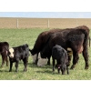 Image 3 : Copperfield Farming - 5 BWF 1st Calf Pairs (Vauxhall, AB)