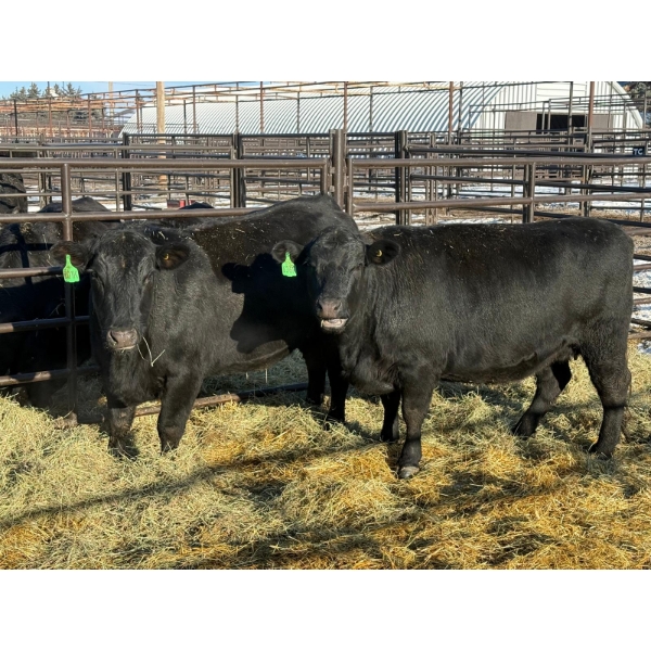 Lazy J Cattle Co. - 10 Third Calvers (Pen 443A)