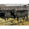 Image 1 : Lazy J Cattle Co. - 10 Third Calvers (Pen 443B)