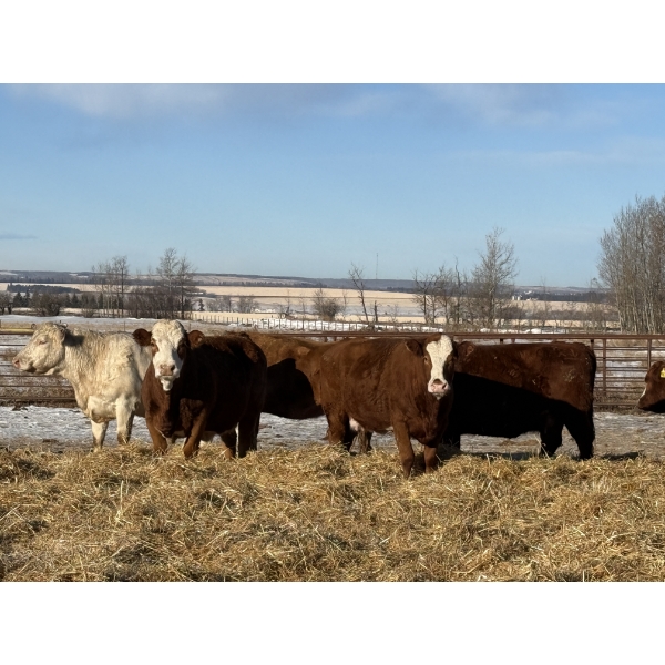 Allen Olson - 1600# Cows - 38 Head (Rimbey, AB)
