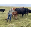 Image 6 : North Slope Farms - 565# November Delivery Heifer Calves - 100 Head (Czar, AB)