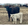 Image 6 : Blue Moon Cattle Co. - 30 1st Calf Black Angus X Pairs (Irricana, AB)