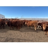 Image 5 : Quarter Circle X Ranch - 745# March Delivery Steers - 153 Head (Madden, AB)