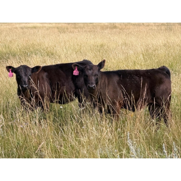 Vredegoor Ranch - 440# October Delivery Heifer Calves - 80 Head (Handhills, AB)
