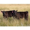 Image 1 : Vredegoor Ranch - 440# October Delivery Heifer Calves - 80 Head (Handhills, AB)
