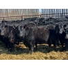 Image 3 : Misty Meadows Ranch - 34 Black Angus X Replacement Heifers (Austin, MB)