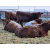 Image 8 : Count Ridge Stock Farms - 6 Red Heifers (Pen 518)