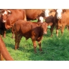 Image 12 : Sentes Farms - 600# October Delivery Steer Calves - 300 Head (Raymore, SK) VBP+