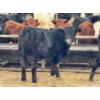 Image 7 : JDC AG - 850# June/July Delivery Heifers - 140 Head (Yorkton, SK)