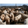 Image 2 : Poelman Farms - 975# June Delivery Steers - 111 Head (Granum, AB)
