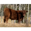 Image 1 : Red Deer River Ranches - 650# November Delivery Steer Calves - 75 Head (Sundre, AB)