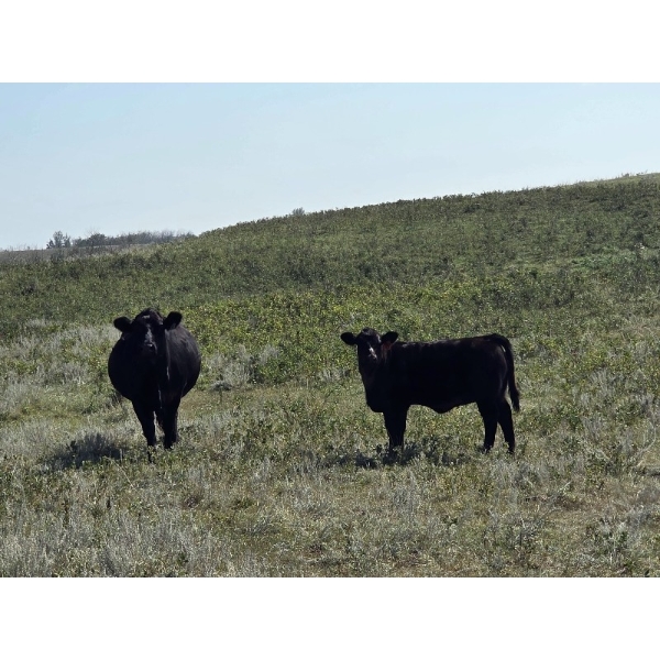 Twin Arrows Ranch - 560# October Delivery Heifer Calves - 105 Head (Erskine, AB)