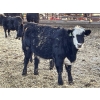 Image 6 : Drew Bayes - 650# Jan/Feb Delivery Heifers - 85 Head (Trochu, AB)