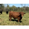 Image 5 : McIntosh Ranch - 1025# September Delivery Grass Steers - 58 Head (Eriksdale, MB)