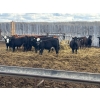 Image 1 : Moore Ranching - 800# May Delivery Heifers - 101 Head (Loon Lake, SK)