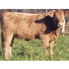 Image 4 : Squaw Valley Ranch - 730# October Delivery Heifer Calves - 80 Head (Lumby, BC)