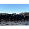 Image 2 : Four Harts Cattle Co. - 910# March Delivery Steers - 65 Head (Vermilion, AB)