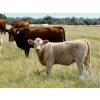 Image 7 : Kokay Farms Ltd. - 675# November Delivery Heifer Calves - 55 Head (Rosemary, AB)