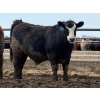 Image 4 : Luke & Jen Smith - 1050# April Delivery Steers - 114 Head (Rhein, SK)