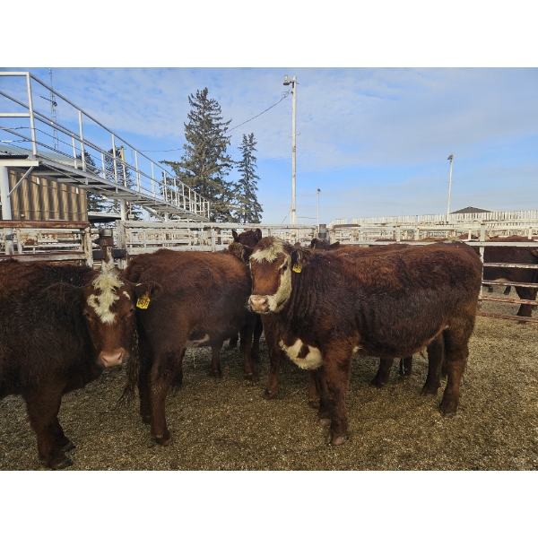 Gemstone Cattle Company - 8 RBF Heifers (Pen 325 - 327) 969# avg