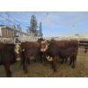Image 1 : Gemstone Cattle Company - 8 RBF Heifers (Pen 325 - 327) 969# avg
