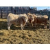 Image 8 : Stankievech Ranches - 770# January Delivery Steers - 80 Head (Trochu, AB)